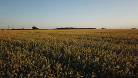Rapeseed field. Large yellow rapeseed field, 4k. A drone flying over a rapeseed  Video stock 150683538