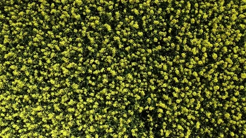 Rapeseed field lif up Stockbeeldmateriaal 154675591