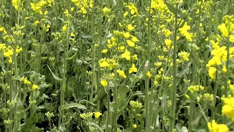 Rapeseed field in may. Raw materials for biodiesel. Stock Footage 75841638