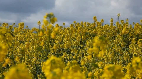 Rapeseed Field pan down to CU flower Stock Footage 88411072