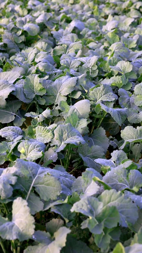 Rapeseed Field — Parallel Rows Stock Footage 320304482