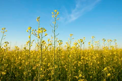 Rapeseed field Stock Photos