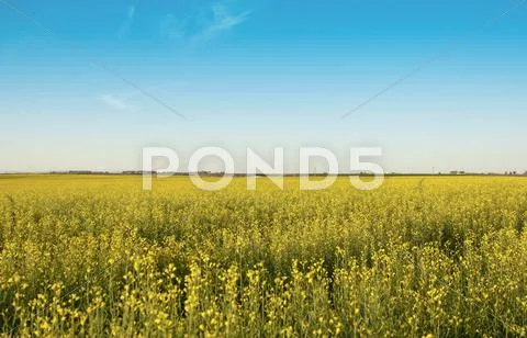 Rapeseed field Stock Photos
