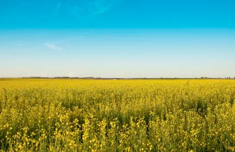 Rapeseed field Stock Photos