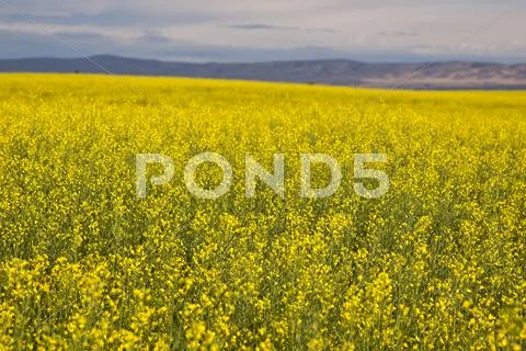 Rapeseed field Stock Photos