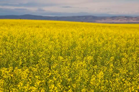 Rapeseed field Stock Photos