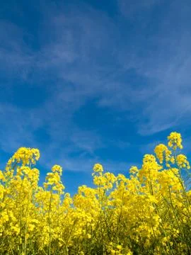 Rapeseed field Fotos Stock