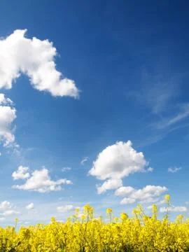 Rapeseed field 스톡 사진