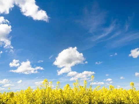 Rapeseed field 스톡 사진