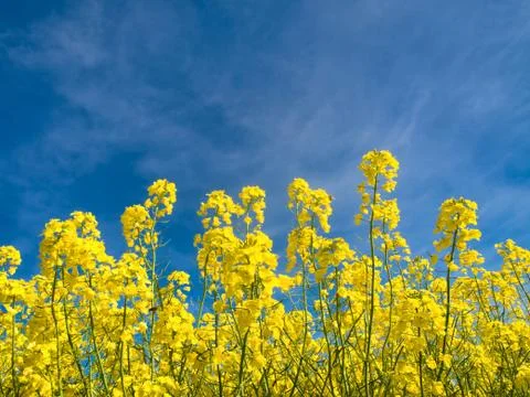 Rapeseed field Foto stock