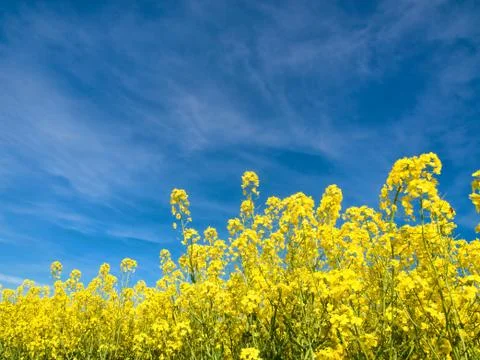 Rapeseed field 스톡 사진