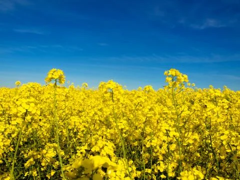 Rapeseed field Foto stock