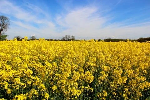Rapeseed Field Stockfoto's
