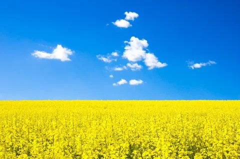 Rapeseed field Stock Photos