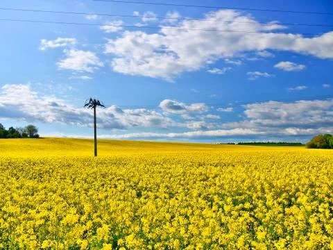 Rapeseed field Stock Photos