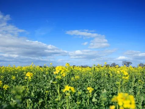 Rapeseed field Stock Photos