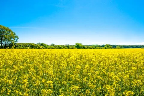 Rapeseed field Stock Photos