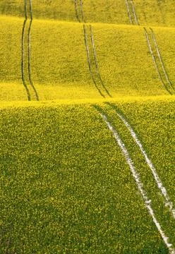 Rapeseed field Stock Photos