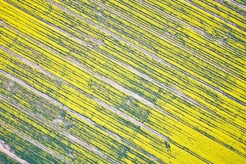 Rapeseed field Stock Photos