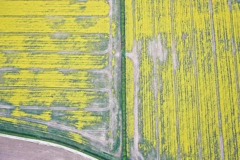 Rapeseed field Stock Photos