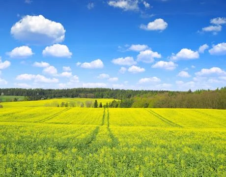 Rapeseed field Stock Photos