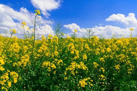 Rapeseed field Foto stock
