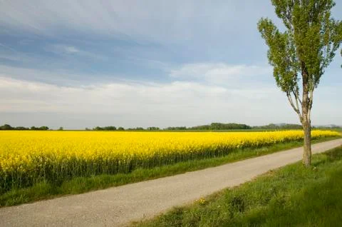 Rapeseed field Foto stock