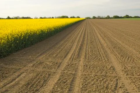 Rapeseed field Foto stock