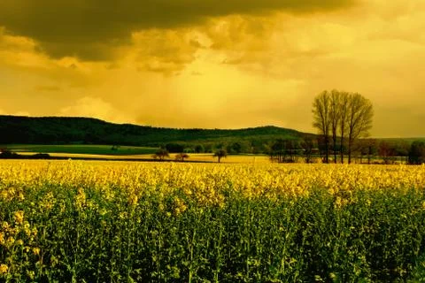 Rapeseed field Stock Photos