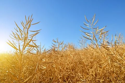 Rapeseed field Stock Photos