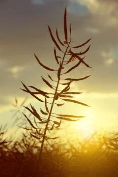 Rapeseed field Stock Photos