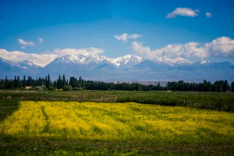 Rapeseed field Stock Photos