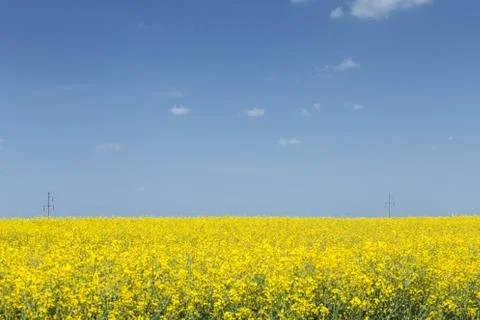 Rapeseed field Stock Photos