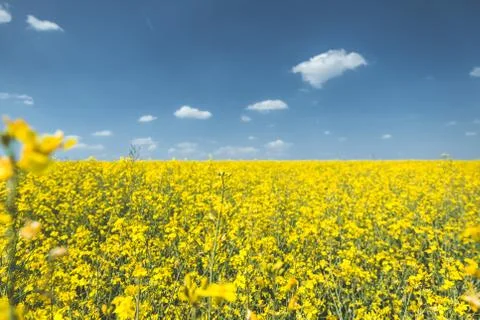 Rapeseed field Stock Photos