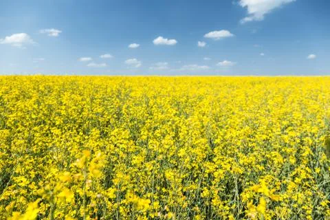 Rapeseed field Stock Photos