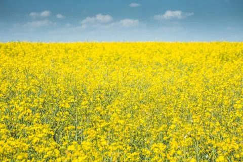Rapeseed field Stock Photos