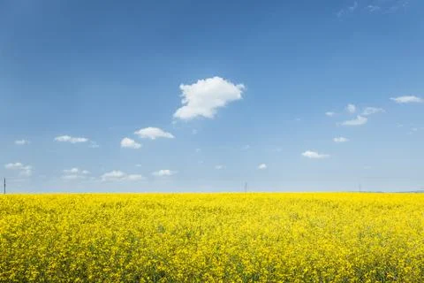 Rapeseed field Stock Photos