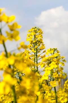 Rapeseed field Stock Photos