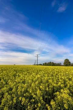 Rapeseed field. Stock Photos
