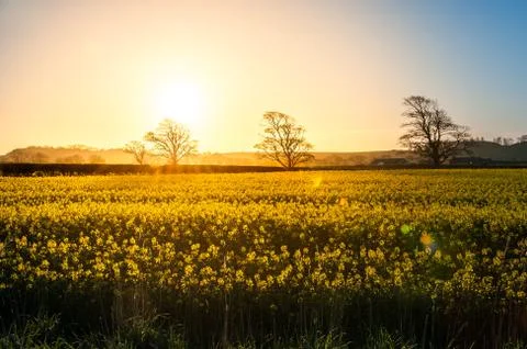 Rapeseed field Stock Photos