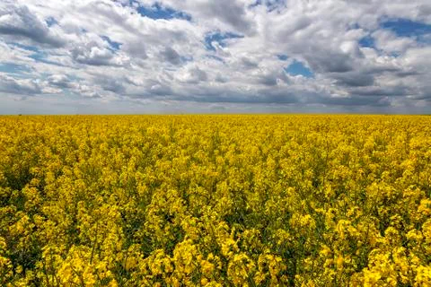 Rapeseed field Stock Photos