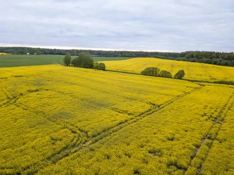 Rapeseed field. Stock Photos