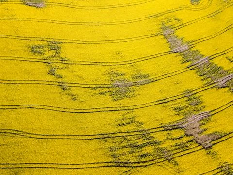 Rapeseed field. Stock-Fotos