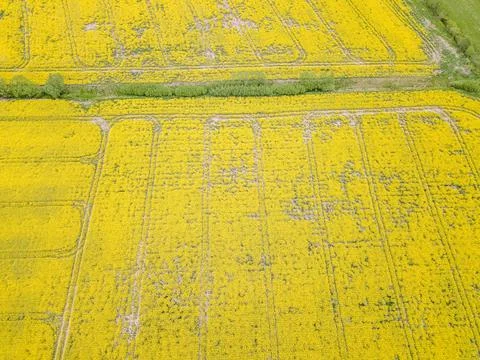 Rapeseed field. Stock Photos