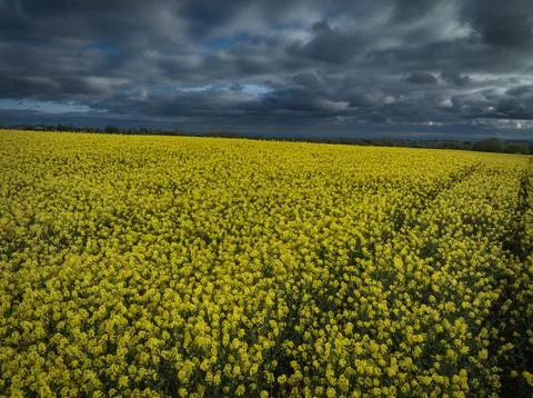 Rapeseed Field Stock Photos