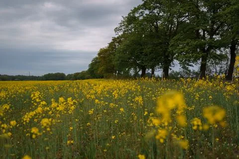 Rapeseed field Foto stock