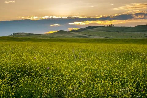 Rapeseed field Stock Photos