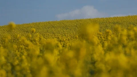 Rapeseed Field pull focus to CU flower Stock Footage 88406868