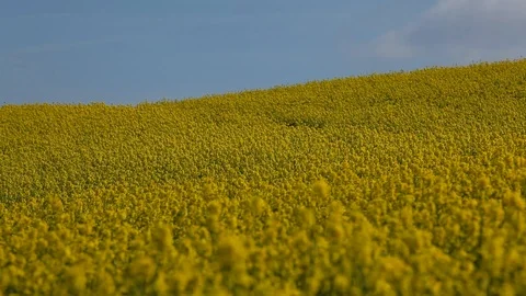 Rapeseed Field pull focus to mid shot of flowers Stock Footage 88409697
