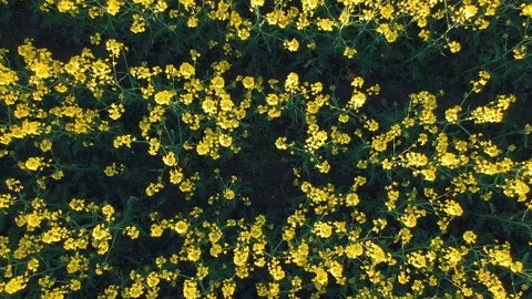 Rapeseed field seen from above Stock Footage 88818833